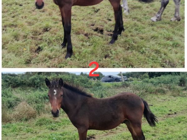Connemara foals by Class 1 Sires & Dams - Main image