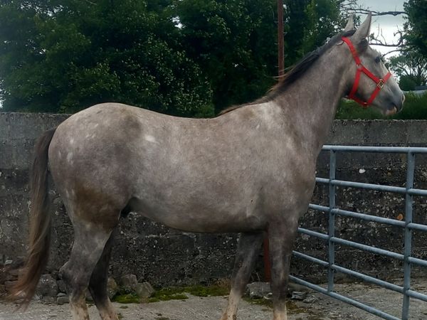 no-image