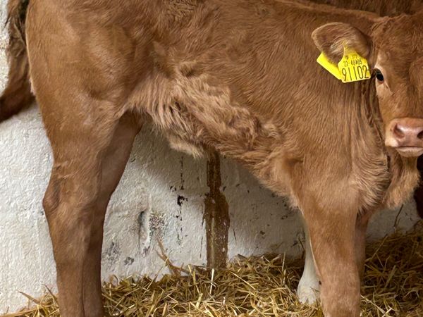TOP QUALITY CALVES BOTH BULLS AND HEIFERS - Main image