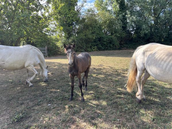 Connemara Colt Foal - Main image