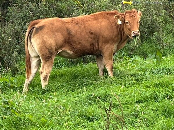 Heifers limo - Main image