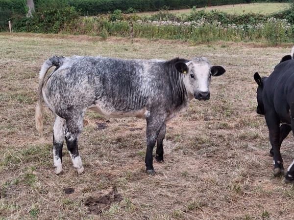 Super bunch of breeding heifers - Main image