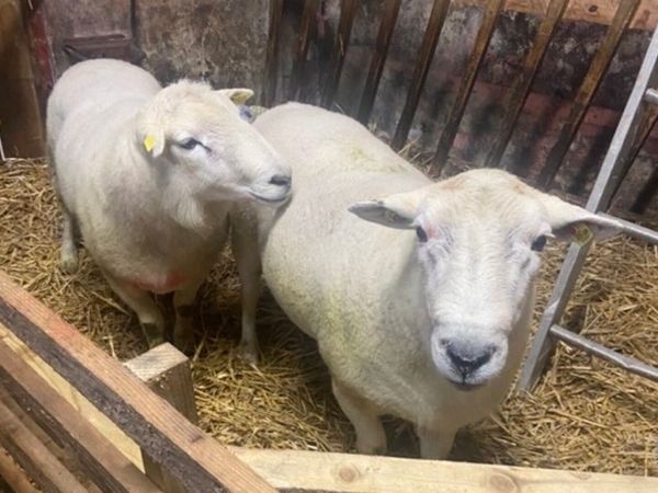 2 easy care rams for sale - Main image