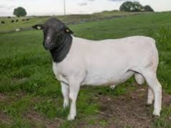 Dorper Sheep Wanted - Main image