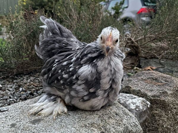 Pekins - Main image