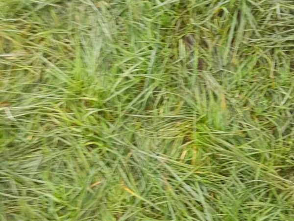 Winter grazing wanted for sheep - Main image