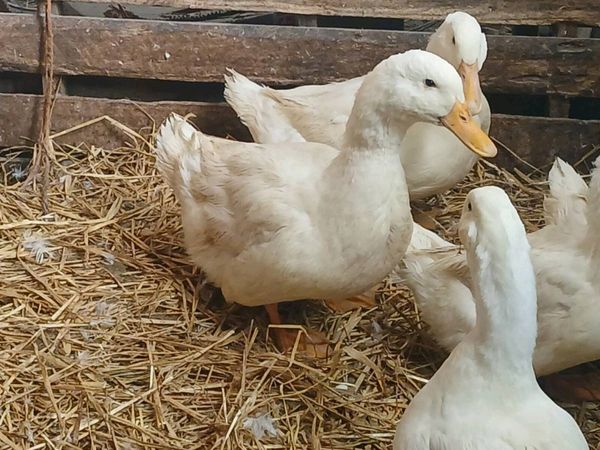 Poultry - Main image