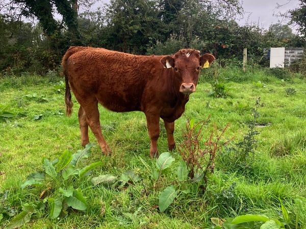 Weanling beef heifer - Main image