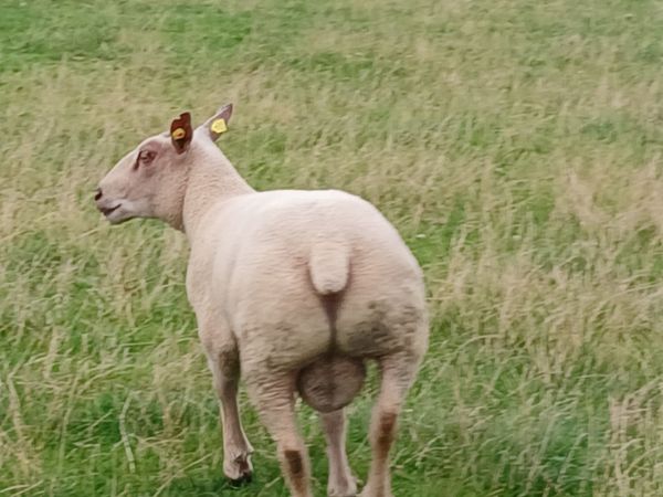 no-image