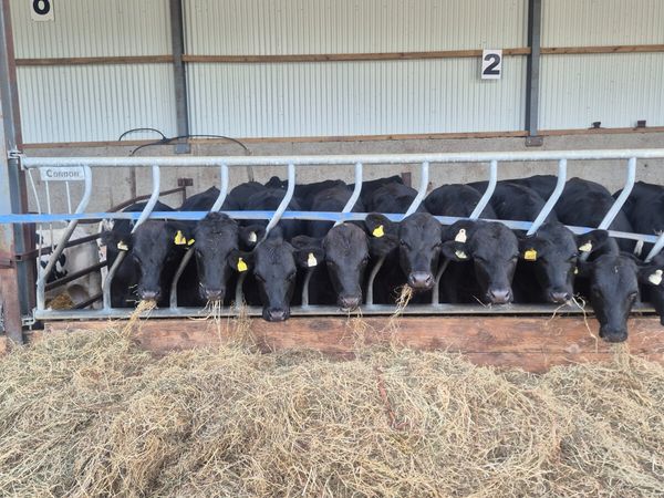 14 Super Angus bullocks for sale - Main image