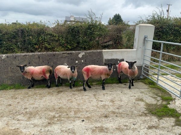 Suffolk cross ewes - Main image