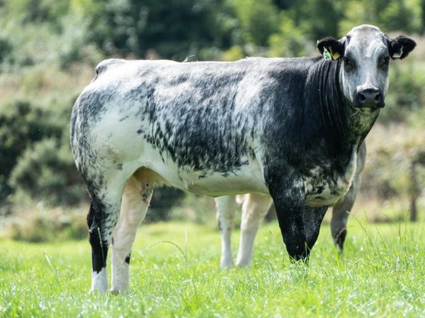 In-Calf Heifers - Main image