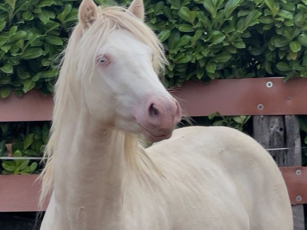 ❤️TWO IN FOAL MARES❤️ - Main image