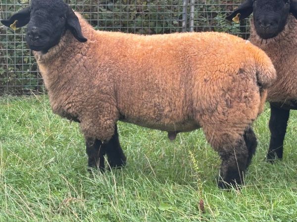 2 P.B.R SUFFOLK RAM LAMBS FOR SALE - Main image