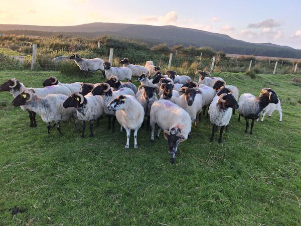 no-image