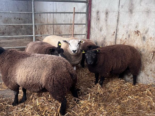 Blue texel Ram lambs - Main image
