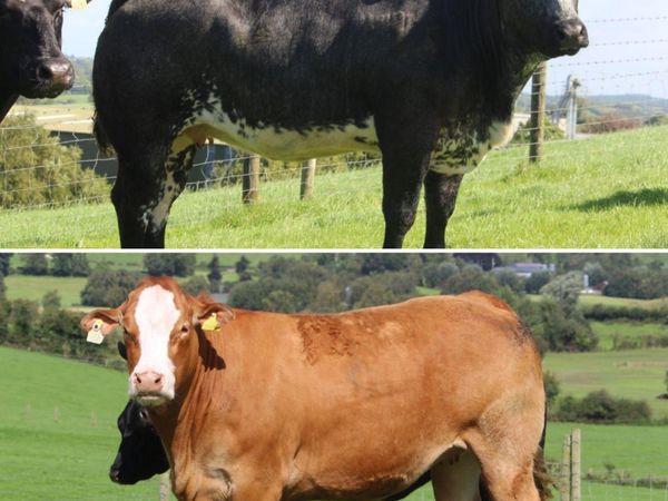 🌟70 Incalf heifers🌟Markethill Mart🌟 Sept 24th - Main image