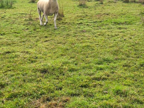 Lleyn Hogget Rams - Main image