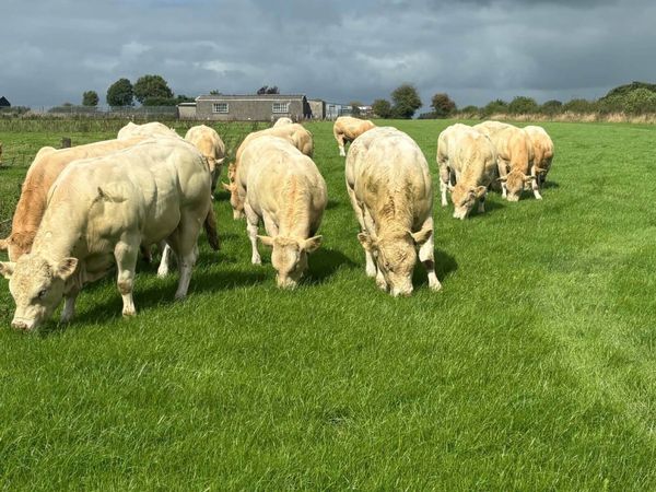 Blonde Bulls - Main image