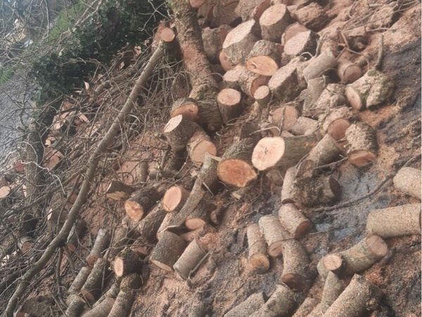 Ash firewood - Main image