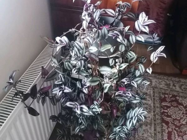 no-image