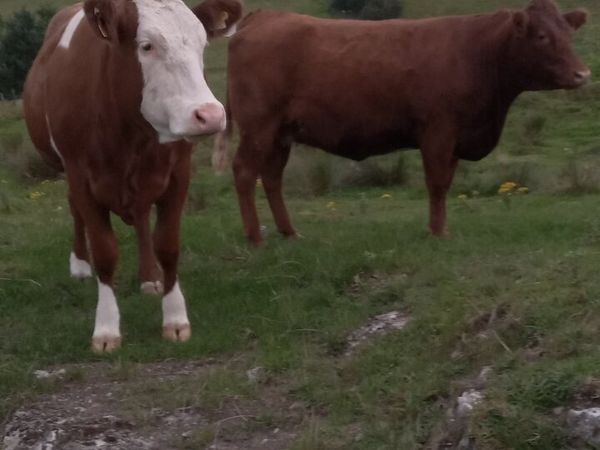 Incalf heifers - Main image