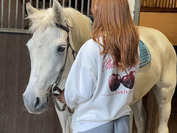 14.1hh 13yo Connemara mare - Main image