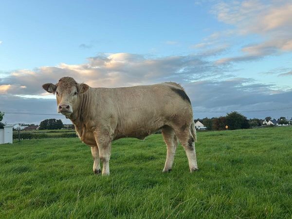 Incalf Heifers - Main image