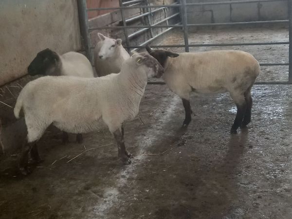 Hoggett ewes - Main image