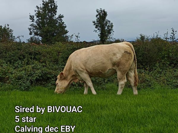 Ai Incalf heifers - Main image