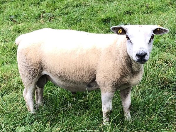 Sheep - Main image
