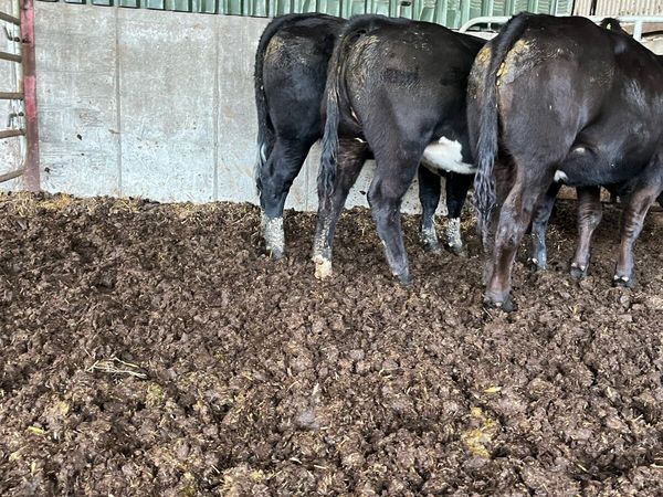 3 BB heifers. - Main image