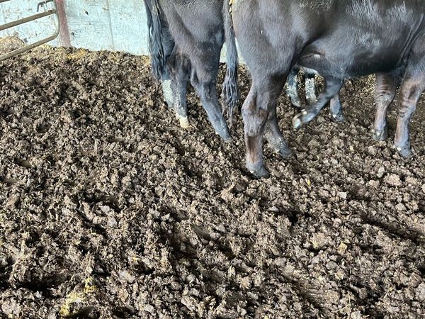 3 BB heifers. - Main image