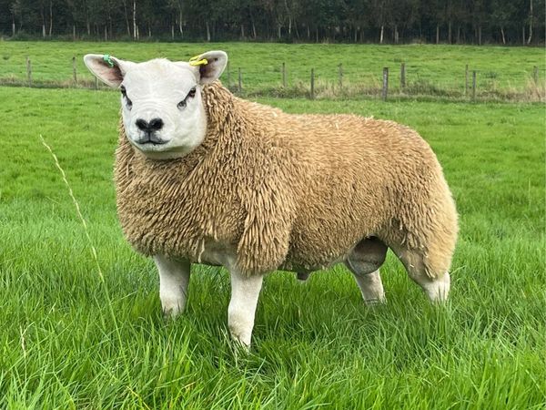 Texel Pedigree Ram Lamb - Main image