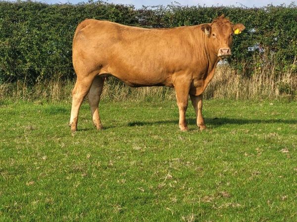 4 incalf heifers - Main image