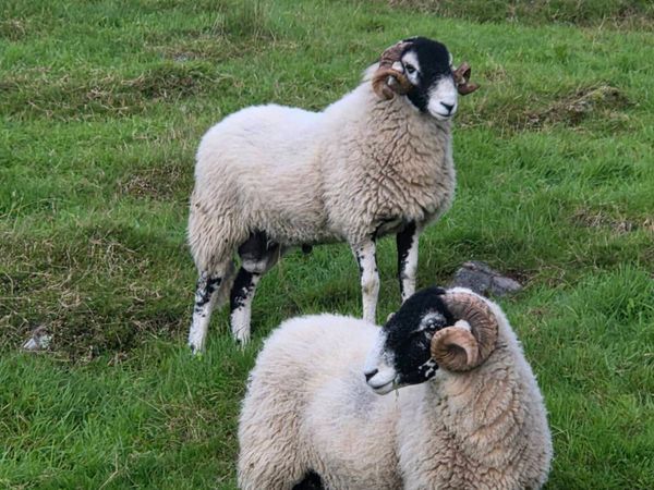 Swale hogget rams - Main image