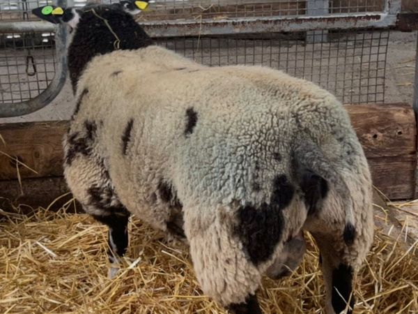 no-image