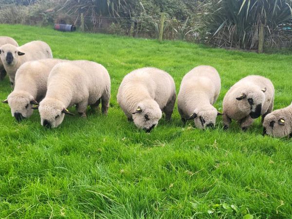 🔥Hampshire Down Ram Lambs🔥 - Main image
