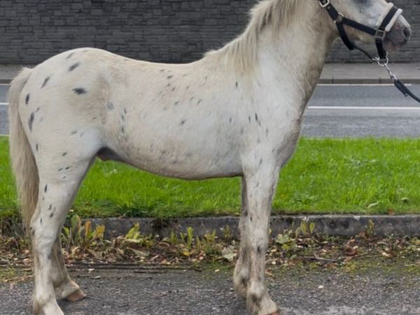 12h appaloosa gelding - Main image