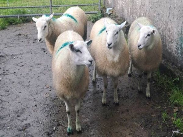 no-image