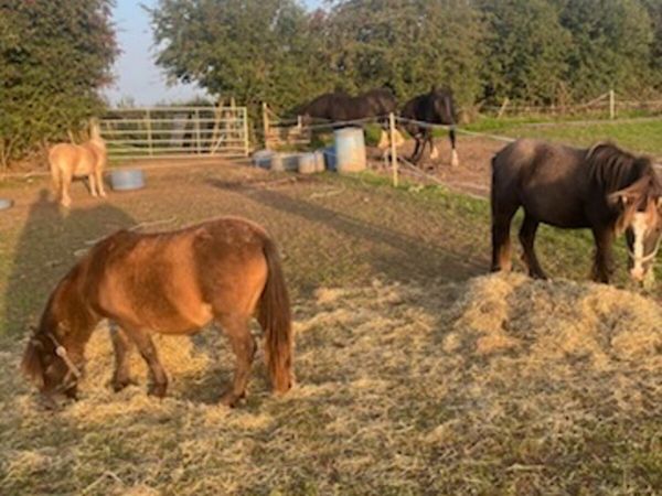 Small ponies - Main image