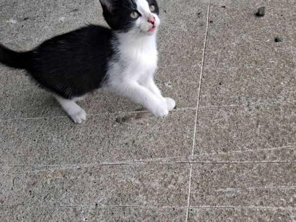 1 kitten left - Main image