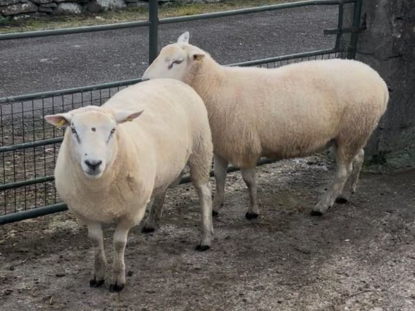 Quality Pedigree Belclare Rams - Main image