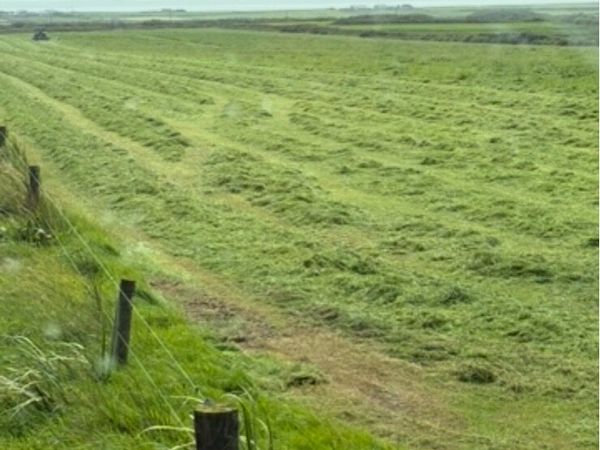 Silage - Main image
