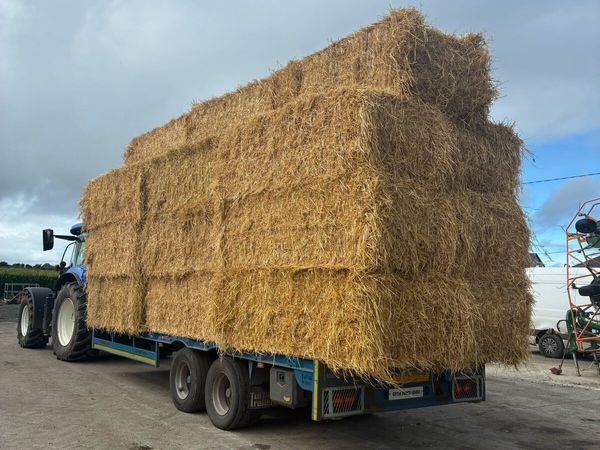 Barley straw - Main image