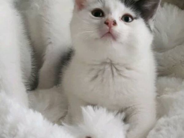 Beautiful Norwegian forest mix kittens last 2 left - Main image