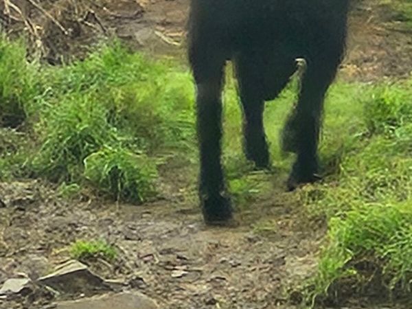 Sheep - Main image