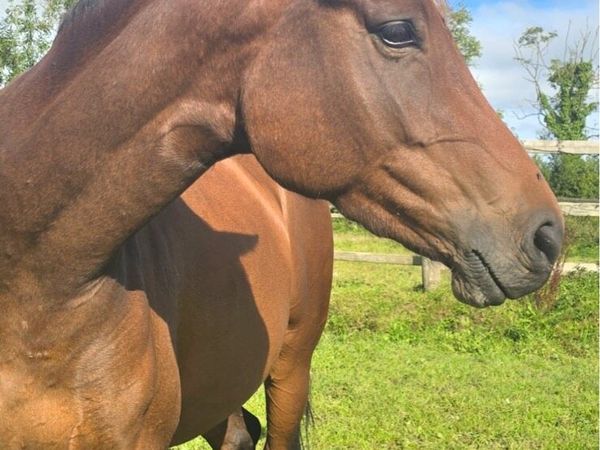 3 year old filly - Main image