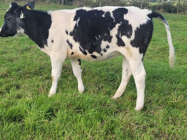 5 bbx Heifers - Main image