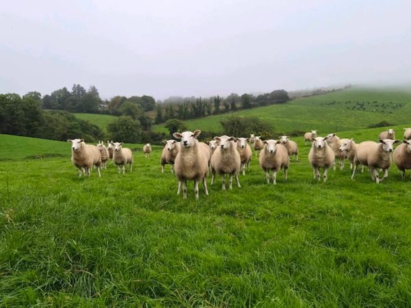 LLEYN EWE LAMBS - Main image